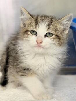 Cashew -  Domestic Short Hair Cat for Adoption in Menomonie, Wisconsin - Cashew | PetCurious