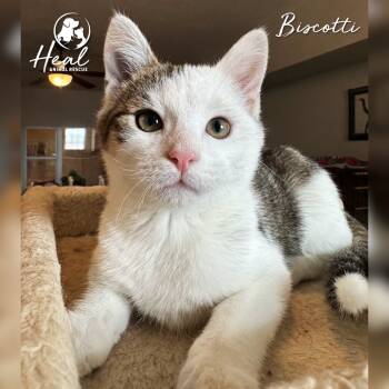 Rescue Domestic Short Hair Cats for Adoption in Youngwood, Pennsylvania - Biscotti | PetCurious