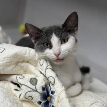 Domestic Short Hair Cats Available for Adoption - JADE | PetCurious