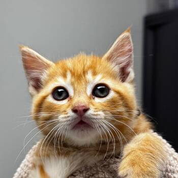 Domestic Short Hair Cats Available for Adoption in Concord, North Carolina - Gonzo | PetCurious
