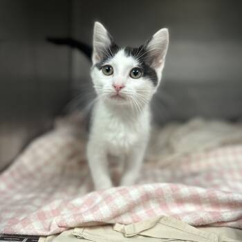 Rescue Domestic Short Hair Cats for Adoption in Charleston, West Virginia - Elvira | PetCurious