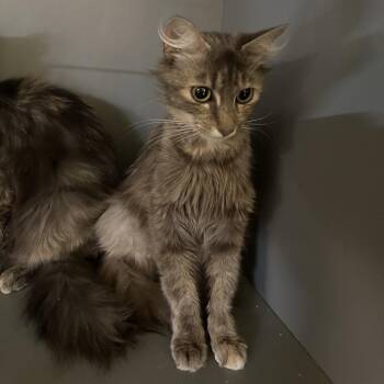 Whisk -  Domestic Long Hair Cat for Adoption in Newberg, Oregon - Whisk | PetCurious