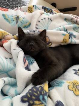 Finn -  Domestic Short Hair Cat for Adoption in Orlando, Florida - Finn | PetCurious