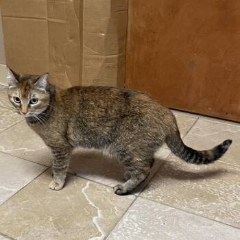 Nala -  Domestic Short Hair Cat for Adoption in Bentonville, Arkansas - Nala | PetCurious
