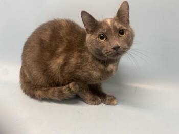 Cream Puff -  Domestic Short Hair Cat for Adoption in Minneapolis, Minnesota - Cream Puff | PetCurious