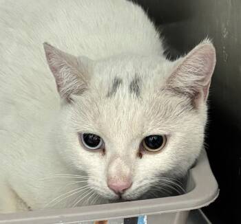 Domestic Short Hair Cats Available for Adoption in Golden, Colorado - Scratch | PetCurious