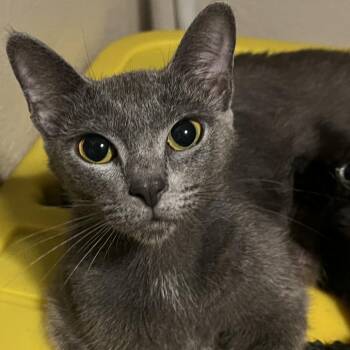 Jade -  Domestic Short Hair Cat for Adoption in Tulsa, Oklahoma - Jade | PetCurious