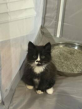 Bear -  Domestic Long Hair Cat for Adoption in Lawrenceville, Georgia - Bear | PetCurious
