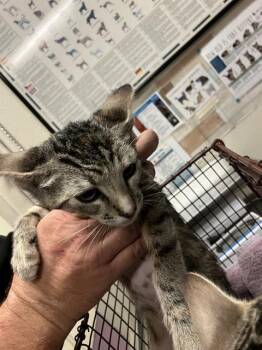 SIERRA -  Domestic Short Hair Cat for Adoption in Long Beach, California - SIERRA | PetCurious