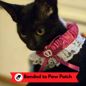 Rescue Domestic Short Hair Cats for Adoption in Skokie, Illinois - Polly Pocket | PetCurious