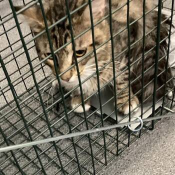 KITTY 2 -  Domestic Short Hair Cat for Adoption in Montgomery, Alabama - KITTY 2 | PetCurious