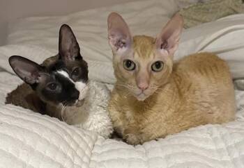 Cornish Rex Cats Available for Adoption - GARRUS & WREX | PetCurious