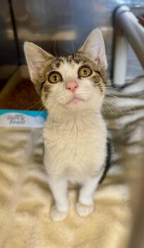 Beans -  Domestic Short Hair Cat for Adoption in Gillette, Wyoming - Beans | PetCurious