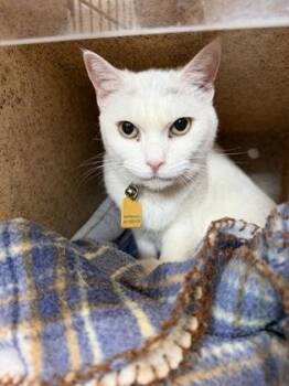 Lovey -  Domestic Short Hair Cat for Adoption in Missoula, Montana - Lovey | PetCurious