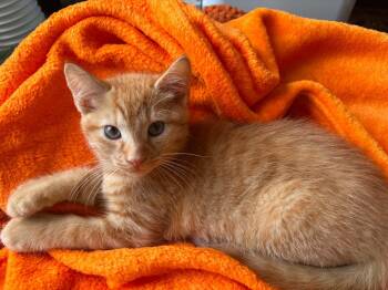 Cheese -  Domestic Short Hair Cat for Adoption in Philadelphia, Pennsylvania - Cheese | PetCurious