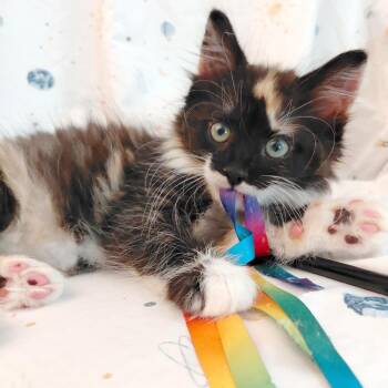 Elphaba -  Domestic Long Hair Cat for Adoption in Wichita, Kansas - Elphaba | PetCurious