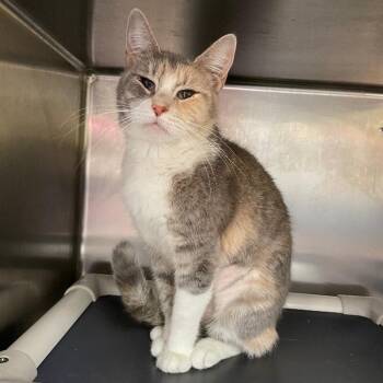 Domestic Short Hair Cats Available for Adoption in Roanoke, Virginia - Princess Peach | PetCurious