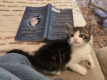 Angel KITTEN -  Domestic Short Hair Cat for Adoption in Rockaway, New Jersey - Angel KITTEN | PetCurious