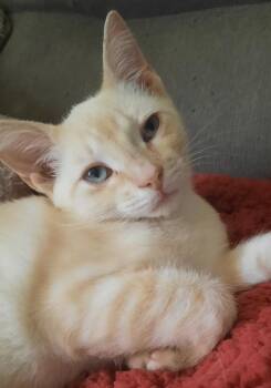 Teagan -  Siamese Cat for Adoption in Connelly Springs, North Carolina - Teagan | PetCurious