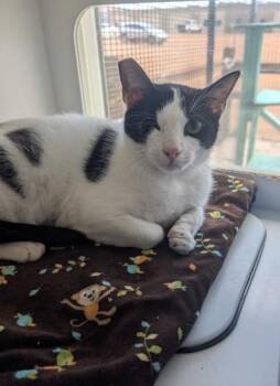Jody -  Domestic Short Hair Cat for Adoption in Divide, Colorado - Jody | PetCurious