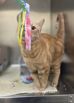 Spaghettio -  Domestic Short Hair Cat for Adoption in Westland, Michigan - Spaghettio | PetCurious