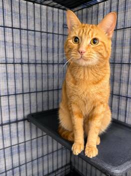 Simon -  Domestic Short Hair Cat for Adoption in Stamford, Connecticut - Simon | PetCurious
