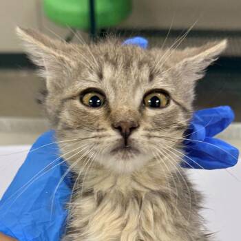 107819 -  Domestic Short Hair Cat for Adoption in Las Cruces, New Mexico - 107819 | PetCurious
