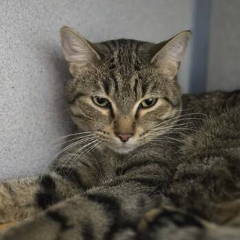 Rocky(Squirrel) -  Domestic Short Hair Cat Available for Adoption in Sheridan, Wyoming - Rocky(Squirrel) | PetCurious