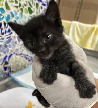 VICTRA -  Domestic Short Hair Cat for Adoption in Pensacola, Florida - VICTRA | PetCurious