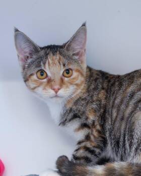 PAW MCCARTNEY (0582) -  Domestic Short Hair Cat for Adoption in Bridgeport, Connecticut - PAW MCCARTNEY (0582) | PetCurious