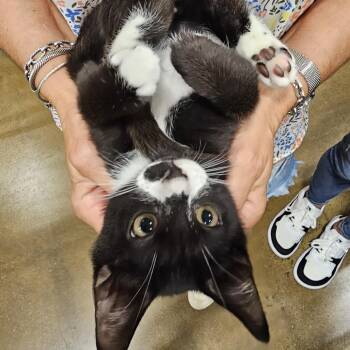 Niro -  Domestic Short Hair Cat for Adoption in Fairfax, Virginia - Niro | PetCurious