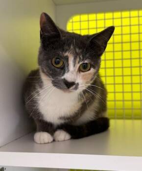 Domestic Short Hair Cats Available for Adoption - Popsicle | PetCurious