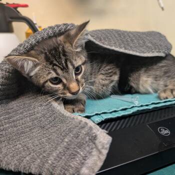 Brock -  Domestic Short Hair Cat for Adoption in Pasadena, California - Brock | PetCurious