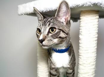 MILO -  Domestic Short Hair Cat for Adoption in Fort Lauderdale, Florida - MILO | PetCurious