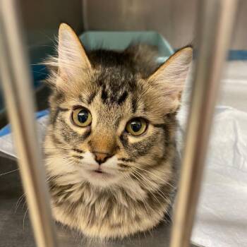Orange -  Domestic Medium Hair Cat for Adoption in Huntsville, Alabama - Orange | PetCurious