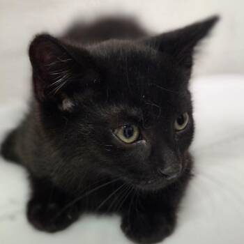 Halloween -  Domestic Medium Hair Cat for Adoption in Charleston, West Virginia - Halloween | PetCurious