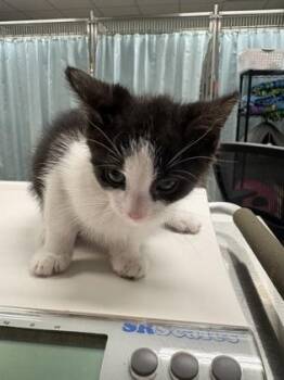 Domestic Short Hair Cats Available for Adoption in Cincinnati, Ohio - Sochi | PetCurious