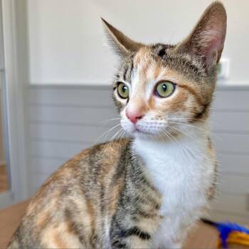 Lilly -  Domestic Short Hair Cat for Adoption in Winston-salem, North Carolina - Lilly | PetCurious