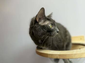 Domestic Short Hair Cats Available for Adoption - Scooter (cat Café)  | PetCurious