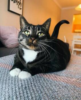 Rescue Domestic Short Hair Cats for Adoption in Fredericton, New Brunswick - Mack | PetCurious