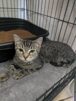 Little T -  Tabby Cat for Adoption in Grand Junction, Colorado - Little T | PetCurious