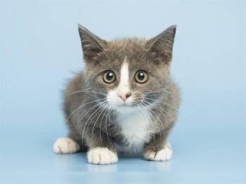 KOA -  Domestic Short Hair Cat for Adoption in Phoenix, Arizona - KOA | PetCurious