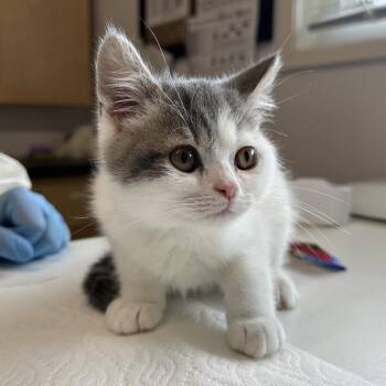 Oliver -  Domestic Short Hair Cat for Adoption in Chilliwack, British Columbia - Oliver | PetCurious