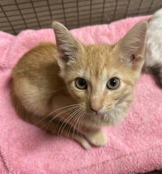 Rescue Domestic Short Hair Cats for Adoption in Fort Wayne, Indiana - CHACHI | PetCurious