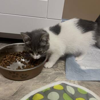 Jill -  Domestic Medium Hair Cat for Adoption in Brockport, New York - Jill | PetCurious