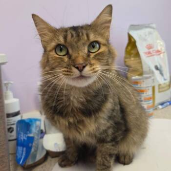 Marigold -  Domestic Short Hair Cat for Adoption in Madisonville, Tennessee - Marigold | PetCurious