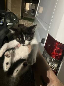 Domestic Medium Hair Cats Available for Adoption in Dallas, Texas - AVERY | PetCurious