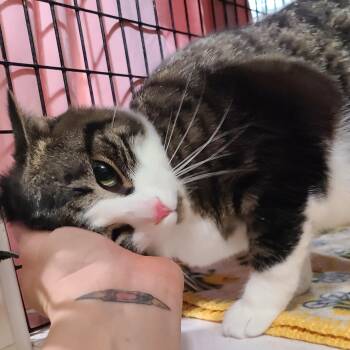 Rescue Domestic Short Hair and Tuxedo Cats for Adoption in Barron, Wisconsin - PATCHES PAISLEY | PetCurious