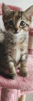 PEPPER -  Domestic Medium Hair Cat for Adoption in Sugar Land, Texas - PEPPER | PetCurious