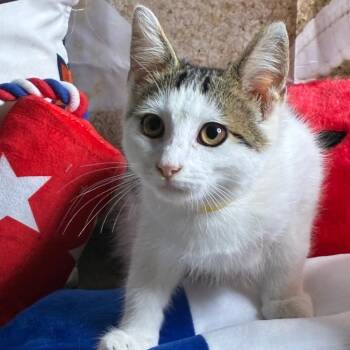 Trout -  Domestic Short Hair Cat for Adoption in Brownsboro, Alabama - Trout | PetCurious